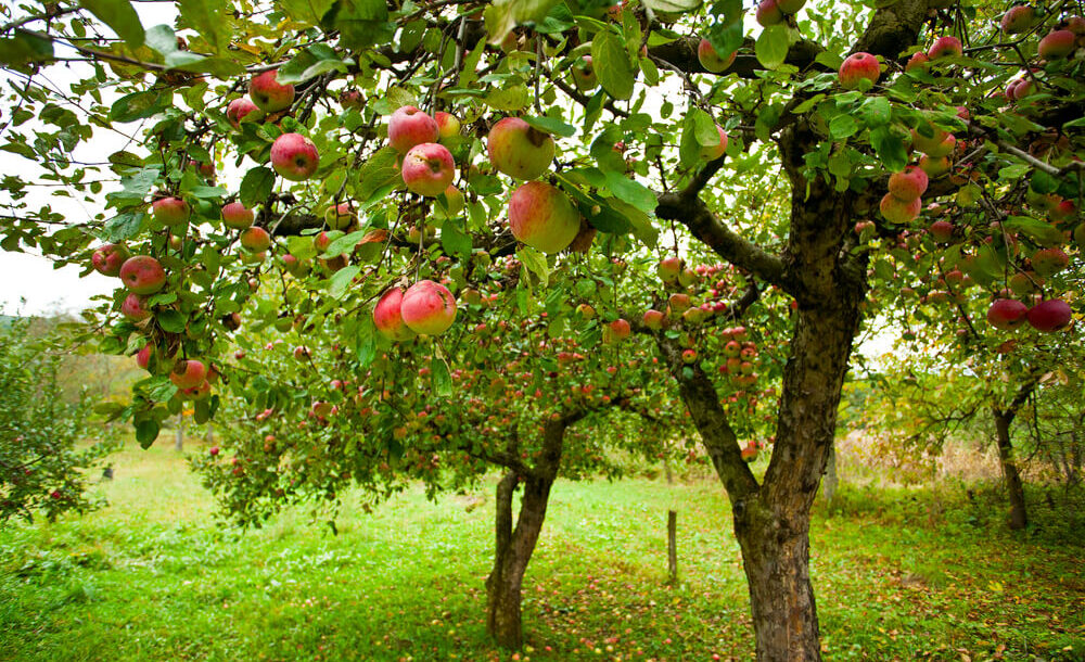 Beskæring af æbletræer - guide