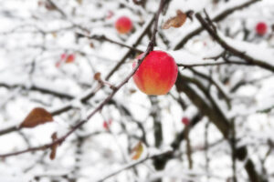 Fordele ved at beskære æbletræer om vinteren